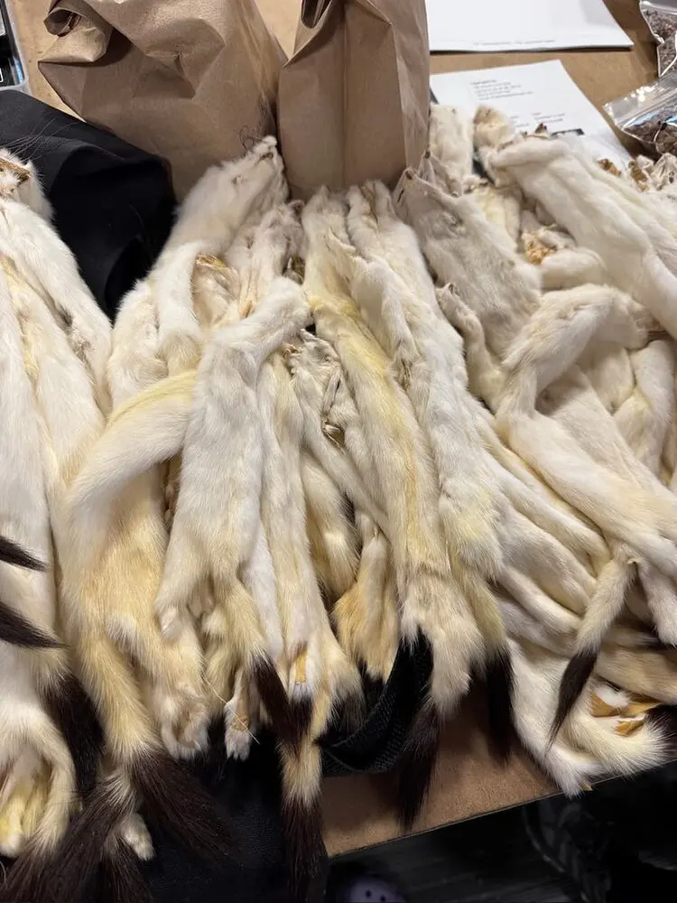 Ermine Pelts - Image 3