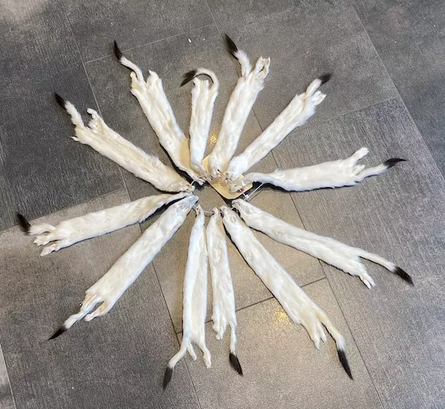 Ermine Pelts - Image 2