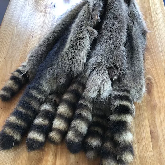 Racoon Furs - Image 2