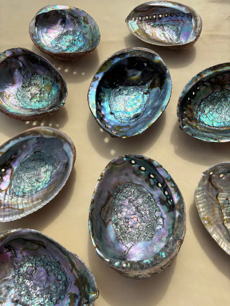 Abalone Shell - Image 2