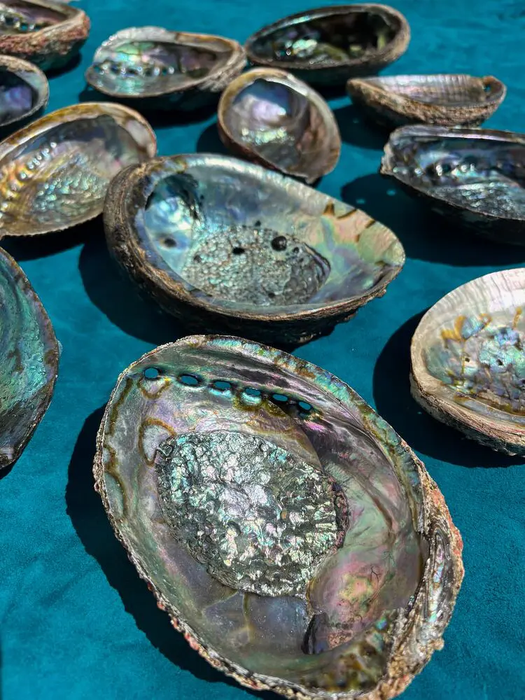 Abalone Shell - Image 3