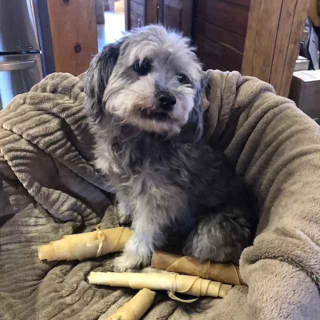Tribal Rawhide Dog Chews - Image 2