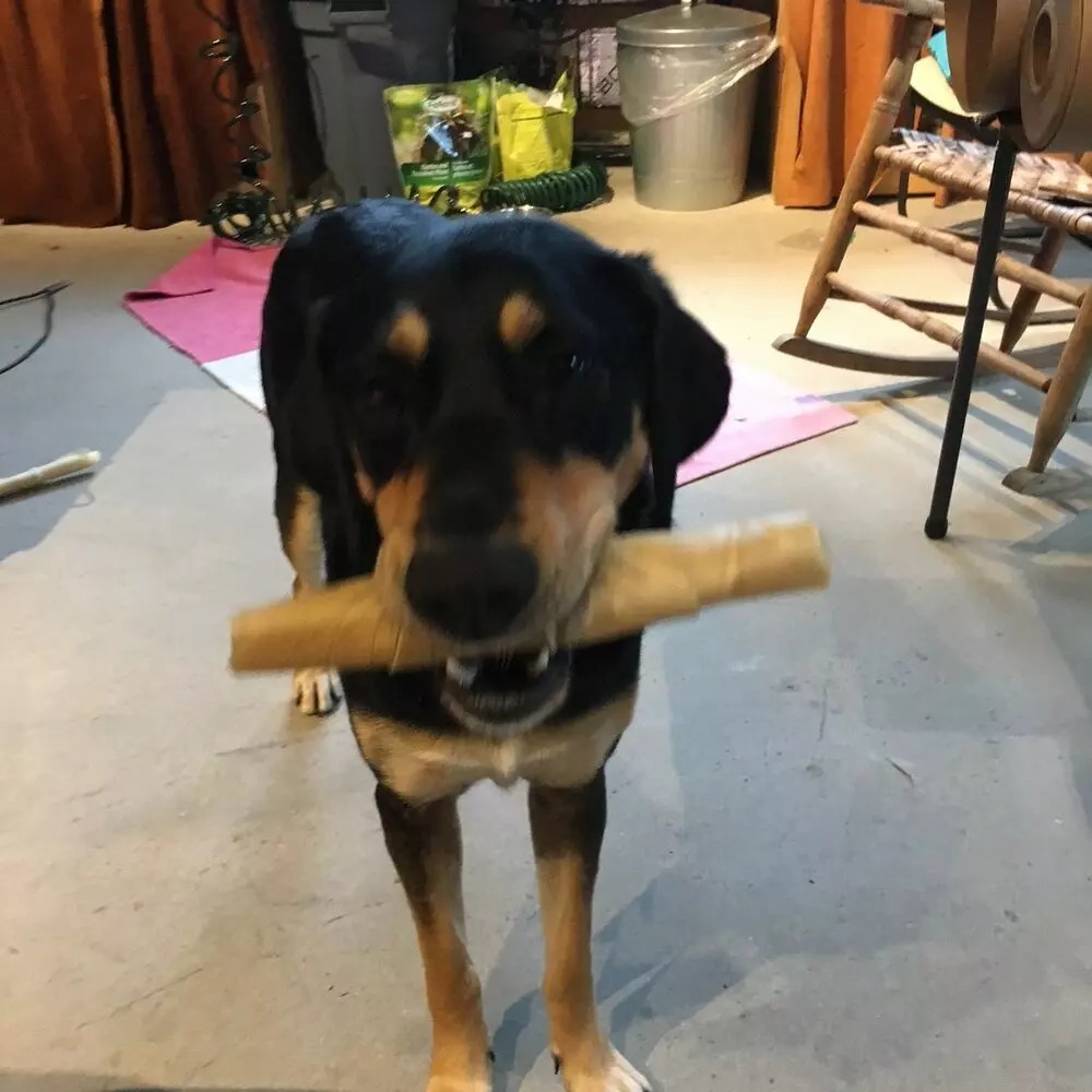 Tribal Rawhide Dog Chews - Image 3