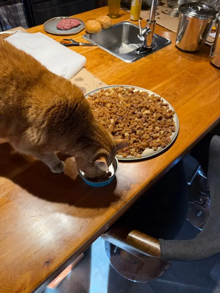 Bear Grease Nuggets for Dogs and apparently CATS AND CHICKENS - Image 4