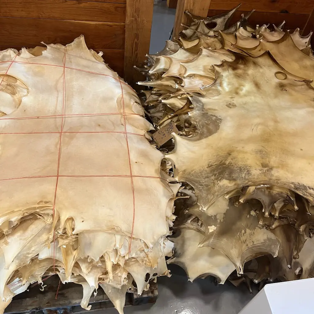 White Tail Deer Rawhide - Image 2