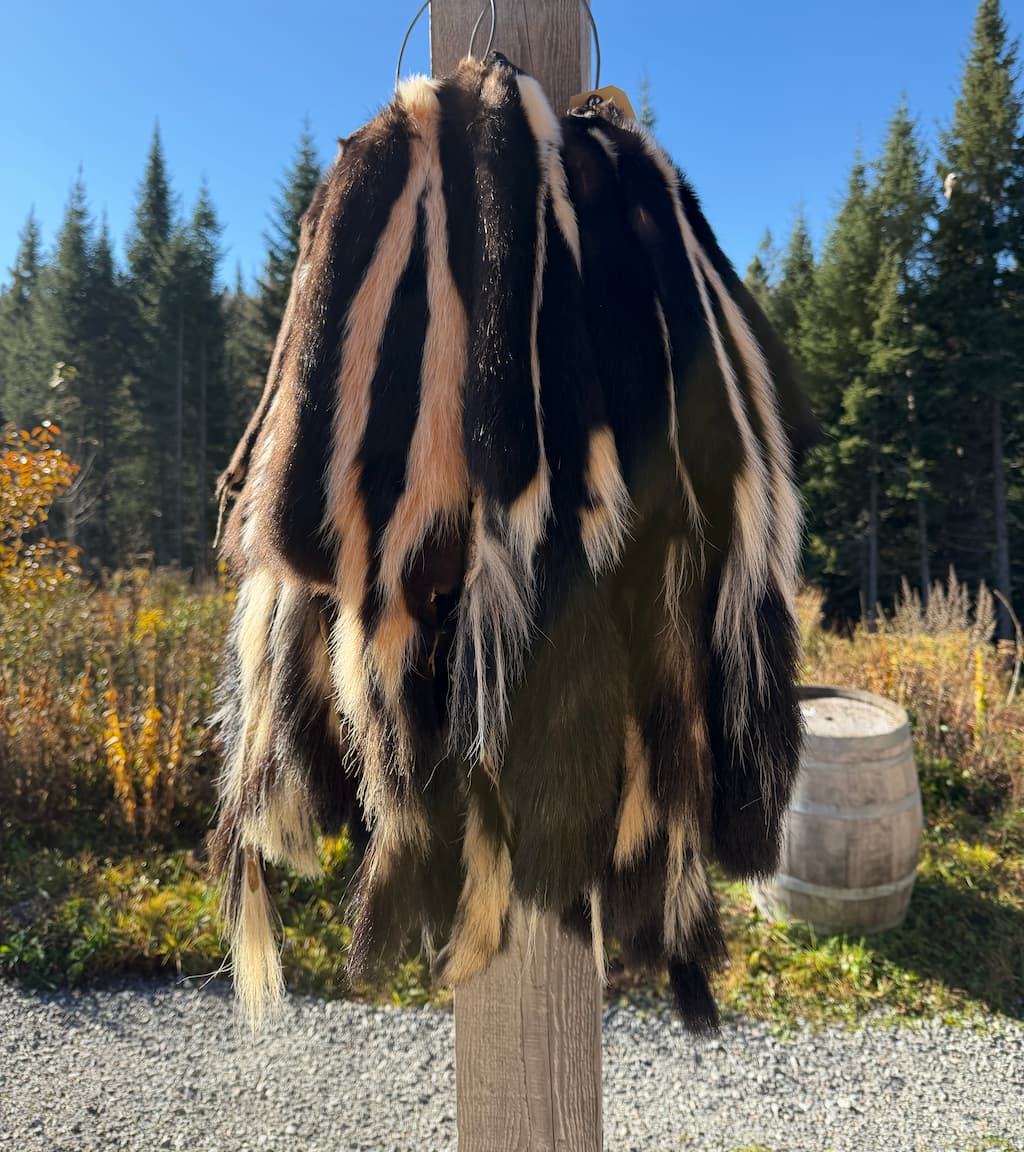 skunk