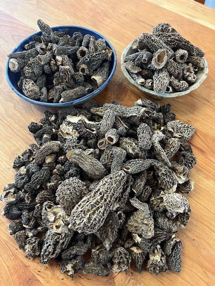 Morilles séchées en vente !! - Esprit Tribal