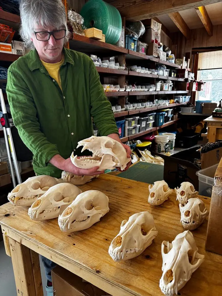 group skulls