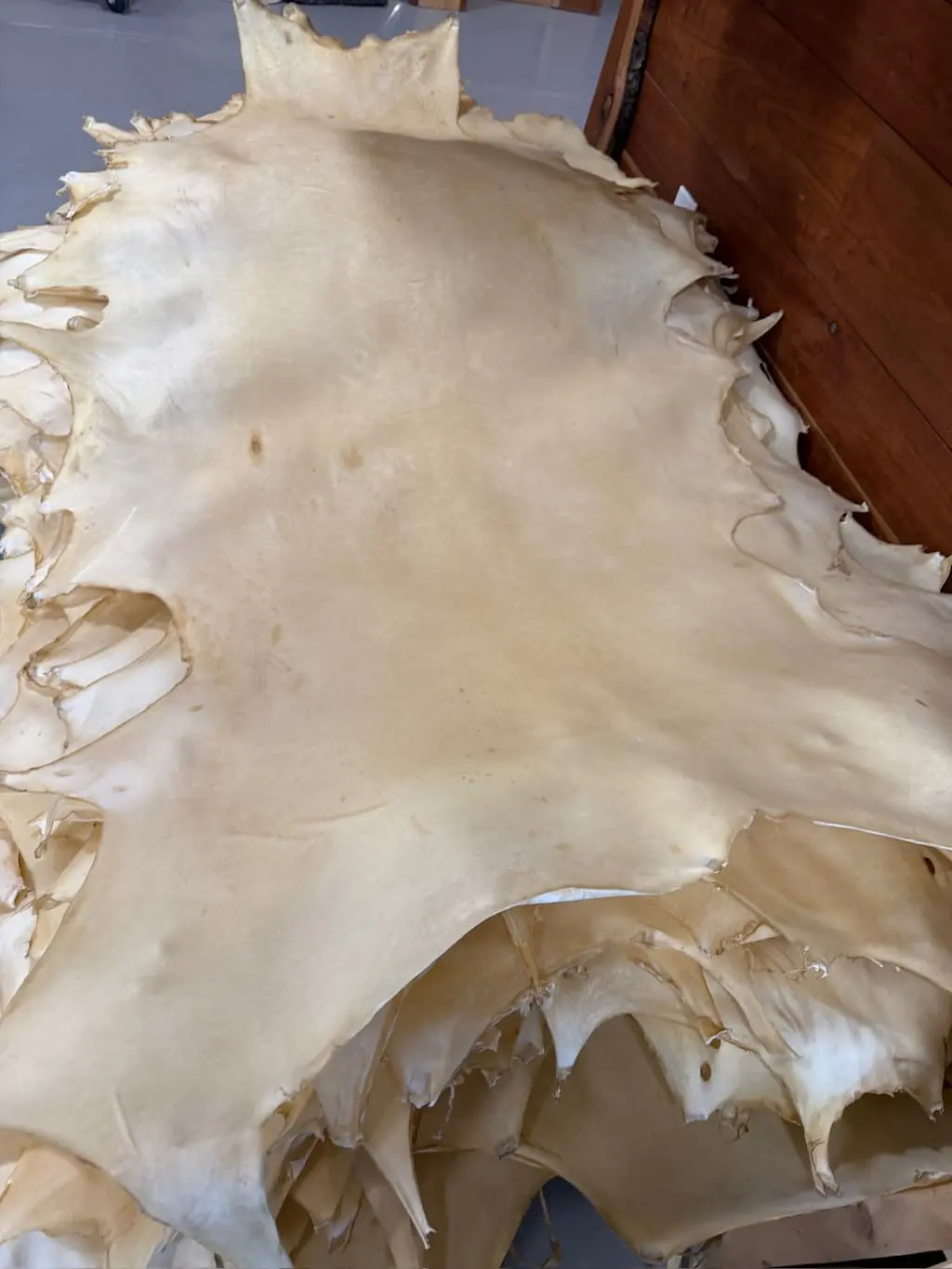 White Tail Deer Rawhide - Image 5