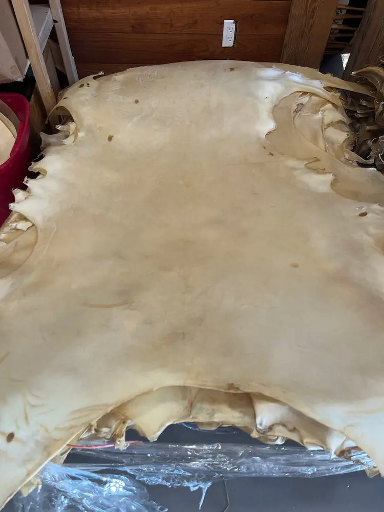 White Tail Deer Rawhide - Image 3