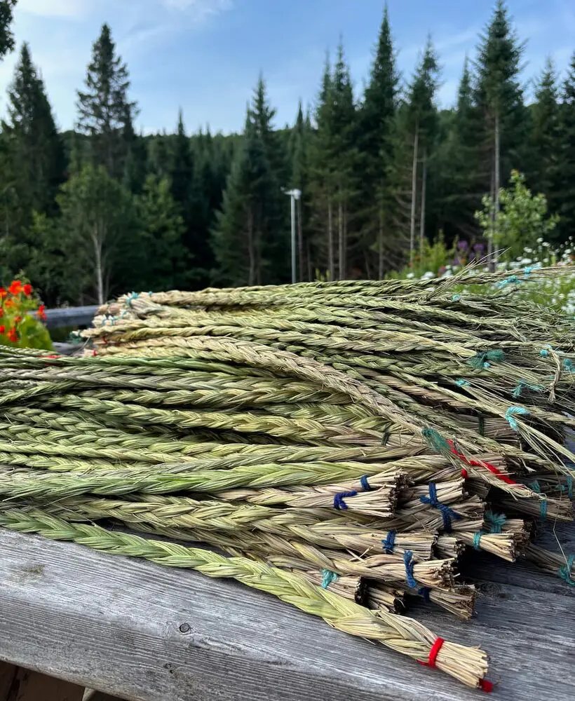 Fresh Sweetgrass (2026 harvest)